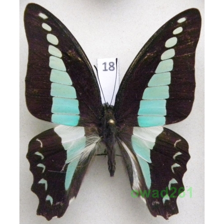 Graphium sarpedon Linnaeus, 1758 Philippines 50mm18